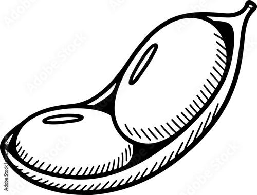 Hand-drawn illustration of a soybean pod with beans inside