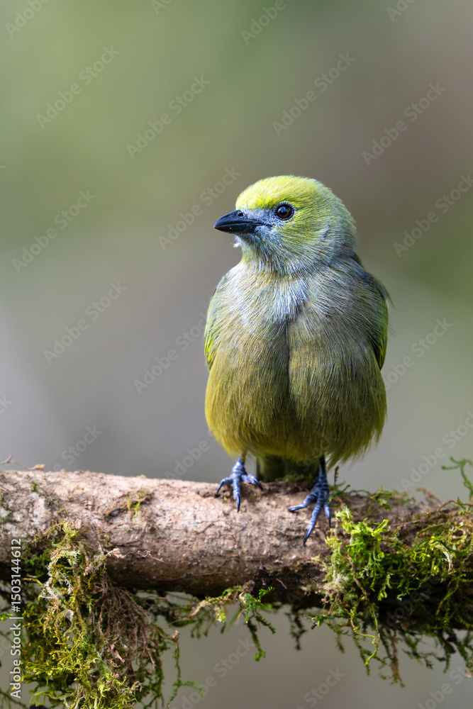 Obraz premium The palm tanager, Thraupis palmarum, is a medium-sized passerine bird