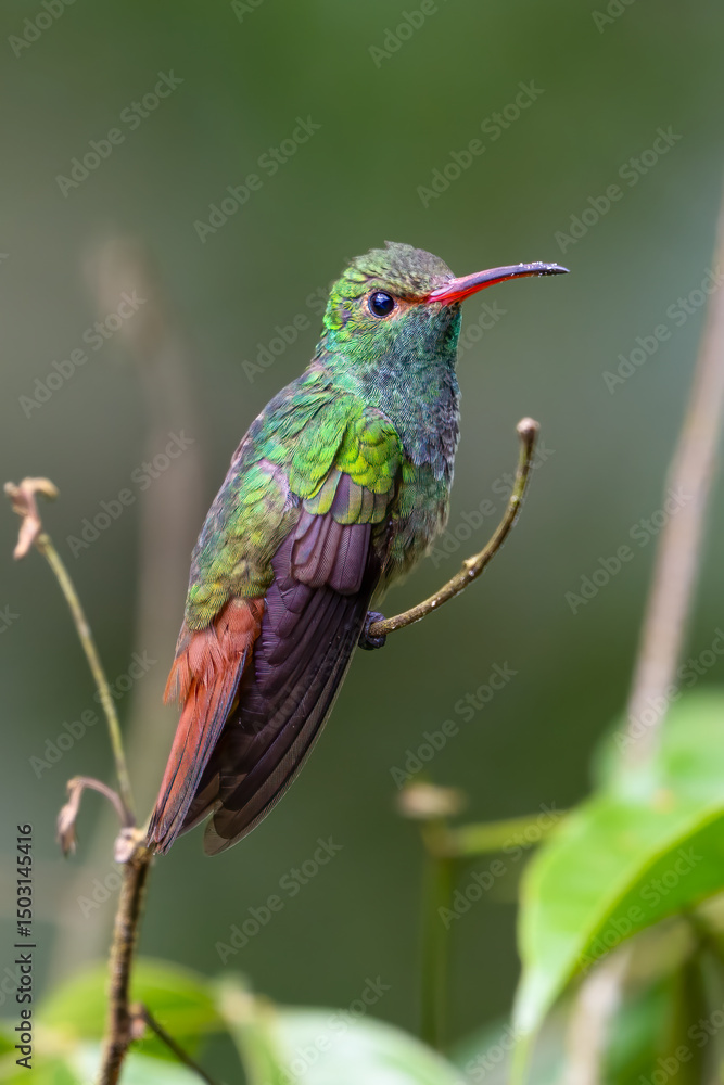 Naklejka premium Amazilia tzacatl, The rufous-tailed hummingbird in the emeralds tribe Trochilini