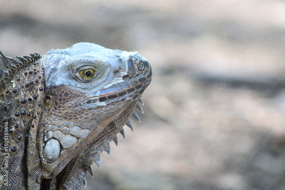 Fototapeta premium Colorful Iguana