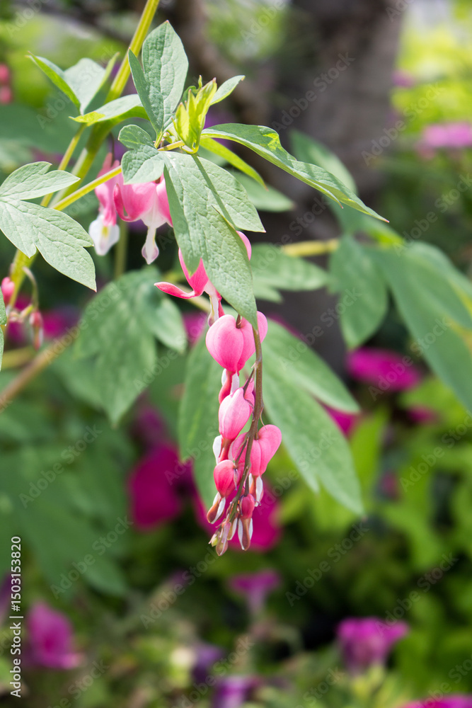 Lamprocapnos spectabilis, bleeding heart, fallopian buds or Asian bleeding-heart flower Lamprocapnos spectabilis, bleeding heart, fallopian buds or Asian bleeding-heart flower