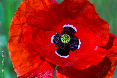 red poppy in the field, nature, as background