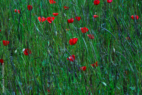 red poppy in the field with bee,  nature