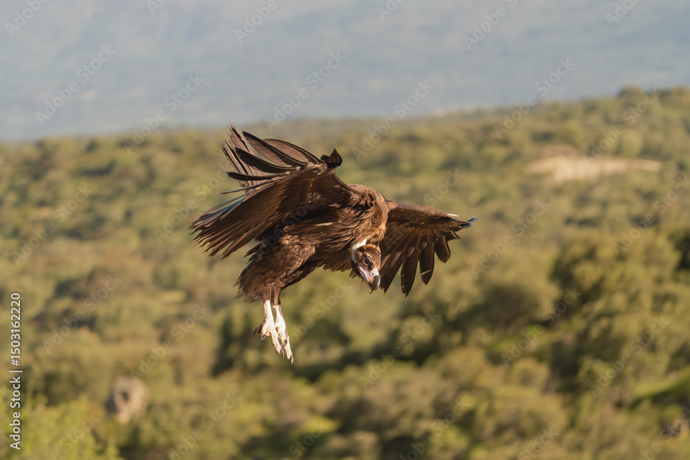 Obraz premium Cinereous vulture, black vulture, Eurasian black vulture, monk vulture - Aegypius monachus with spanned wings landing on rock. Photo from Sierra de Gredos Mountain in Spain. Near-threatened specie.