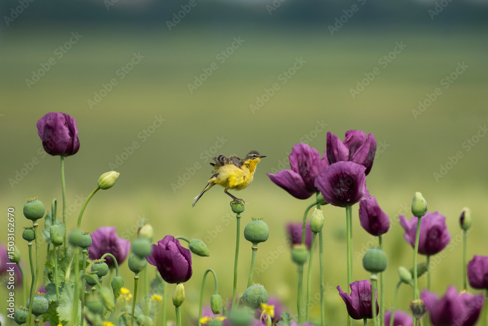 Fototapeta premium A yellow warbler in a field of purple poppies