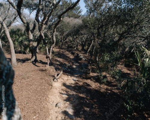 Explore a serene nature trail surrounded by trees coastal area photography calm environment aerial view natural beauty