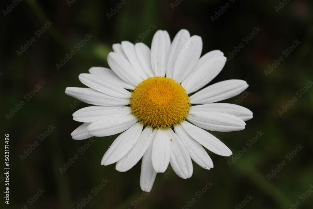Oxeye daisy Oxeye daisy