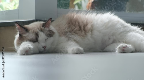 Pregnant Ragdoll cat sleeping on the floor