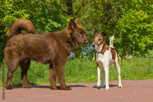 Two dogs stand facing each other on a paved path outdoors. The larger dog, a Nenets Herding Laika, has rich brown fur and piercing blue eyes. The smaller dog is a white and brown smooth fox terrier.