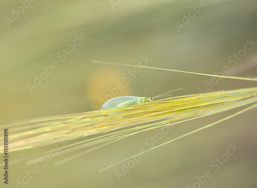 green fly close up in nature