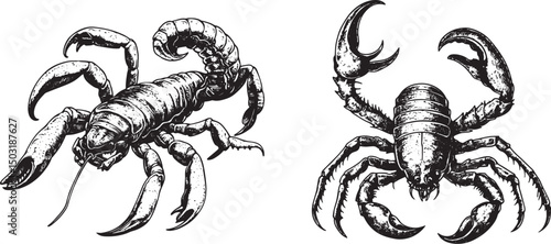 scorpion vector