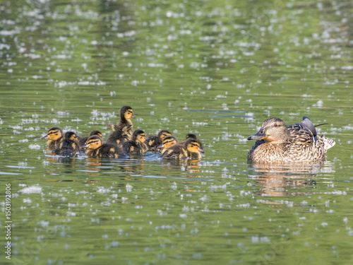 Billede på lærred A female mallard swimming together brood of ten ducklings.