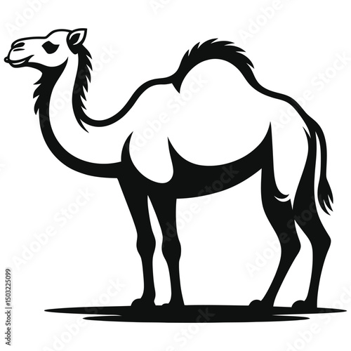 camel in the desert