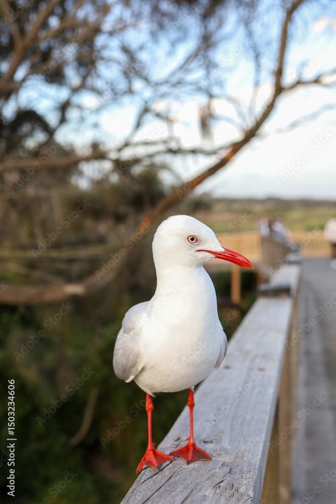 Obraz premium The BIG seagull on wood walkway in nature garden