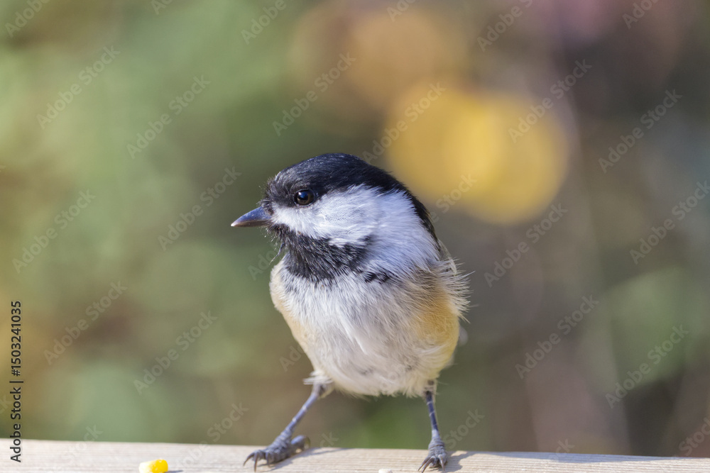 Naklejka premium Close up of Black-capped Chickadee