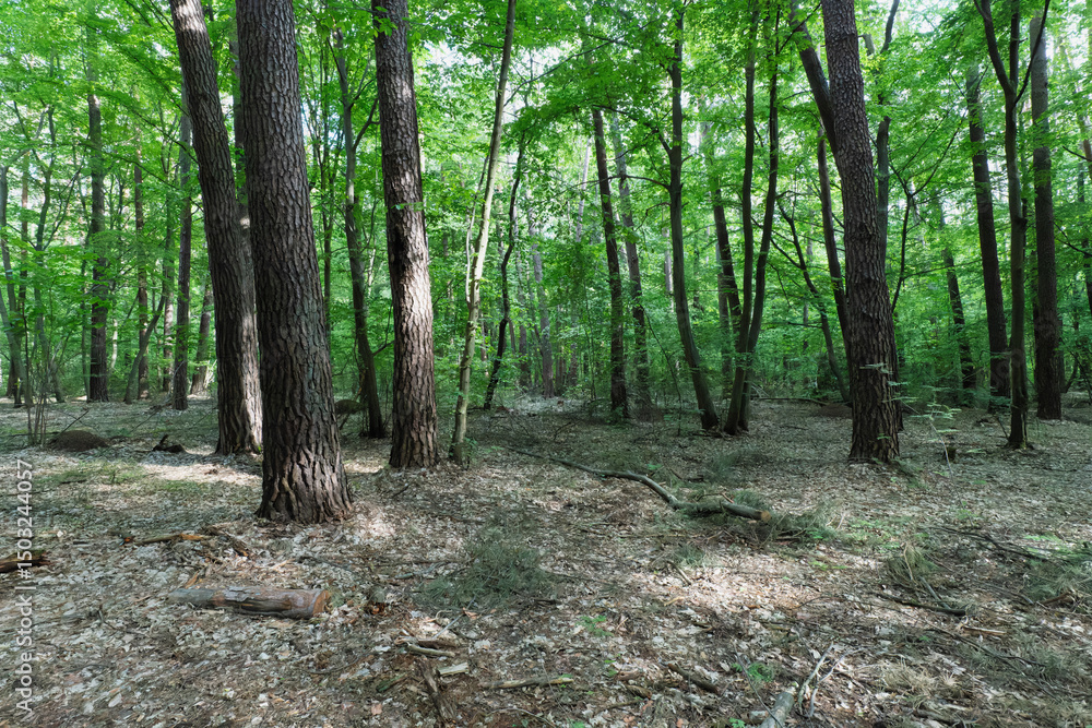 Fototapeta premium Lush Forest Scene with Sunlight and Shadows