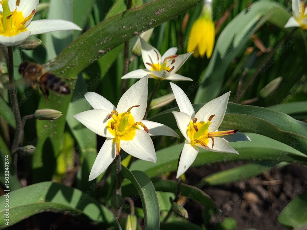 Obraz premium Vibrant Bloom: Turkestan Tulips in Full Glory 