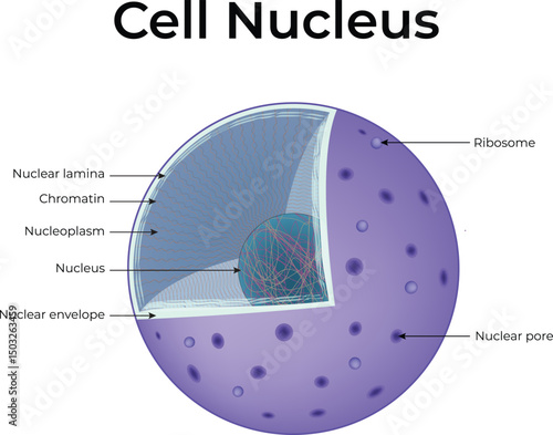 Cell Nucleus Diagram Design Vector Illustration