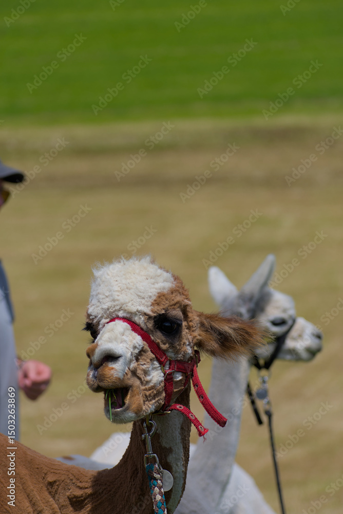 Obraz premium A freshly shorn alpaca stands gracefully, its soft fleece revealing crisp textures and delicate details. The serene expression and balanced composition exude warmth, calm, and refined simplicity.