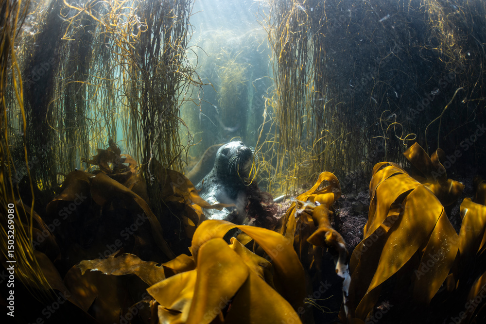 Fototapeta premium Grey seal investigates the surrounding kelp forest environment off the coast of Brittany, France