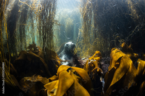Photography Grey seal investigates the surrounding kelp forest environment off the coast of