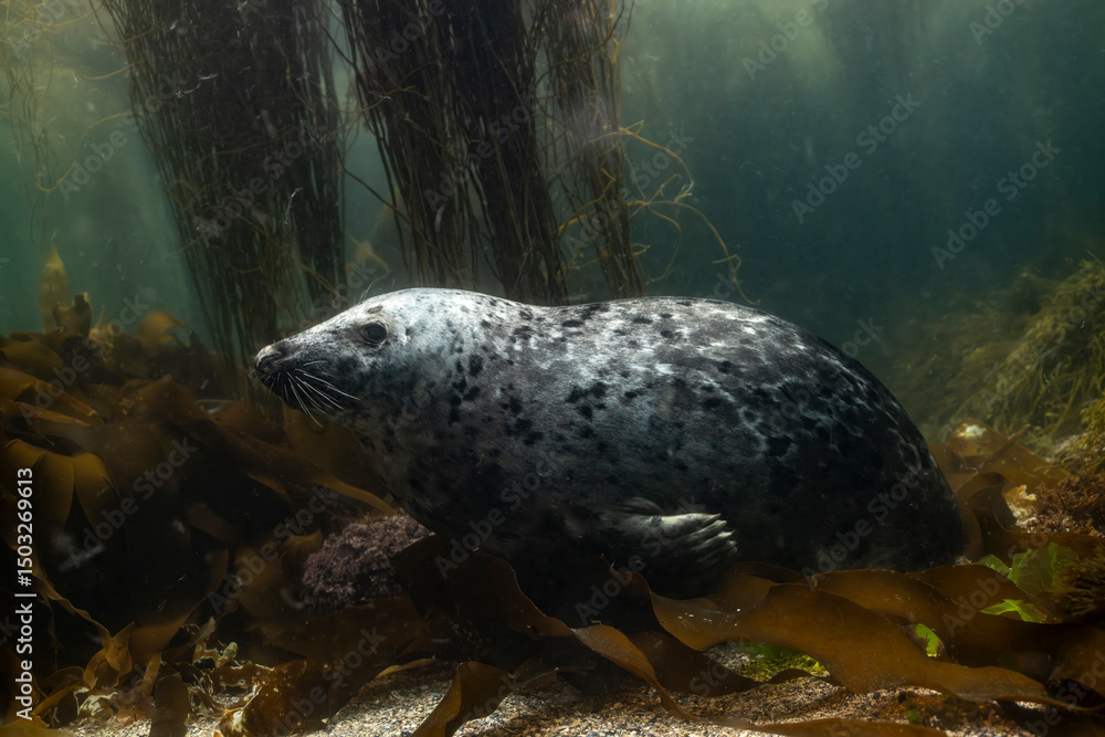 Obraz premium Grey seal swims gracefully underwater amongst sea kelp off the coast of Brittany, France, observing its surroundings carefully