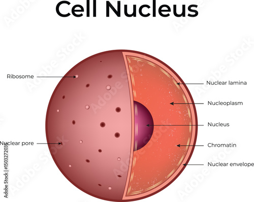 Cell Nucleus with Labeled Components Design Vector Illustration