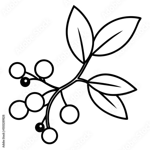 Mistletoe and berries line art vector illustration 