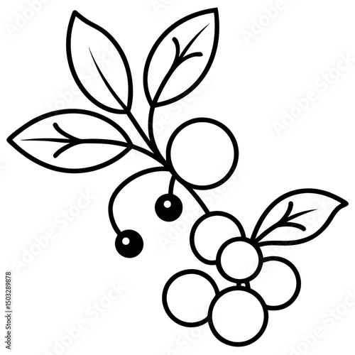 Mistletoe and berries line art vector illustration 