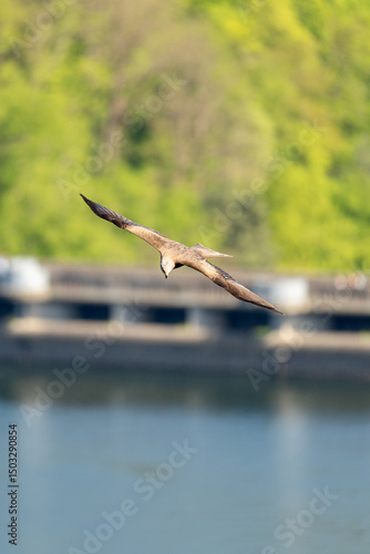 A buzzard flying past with a weir in the background