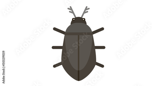 black beetle isolated on white background