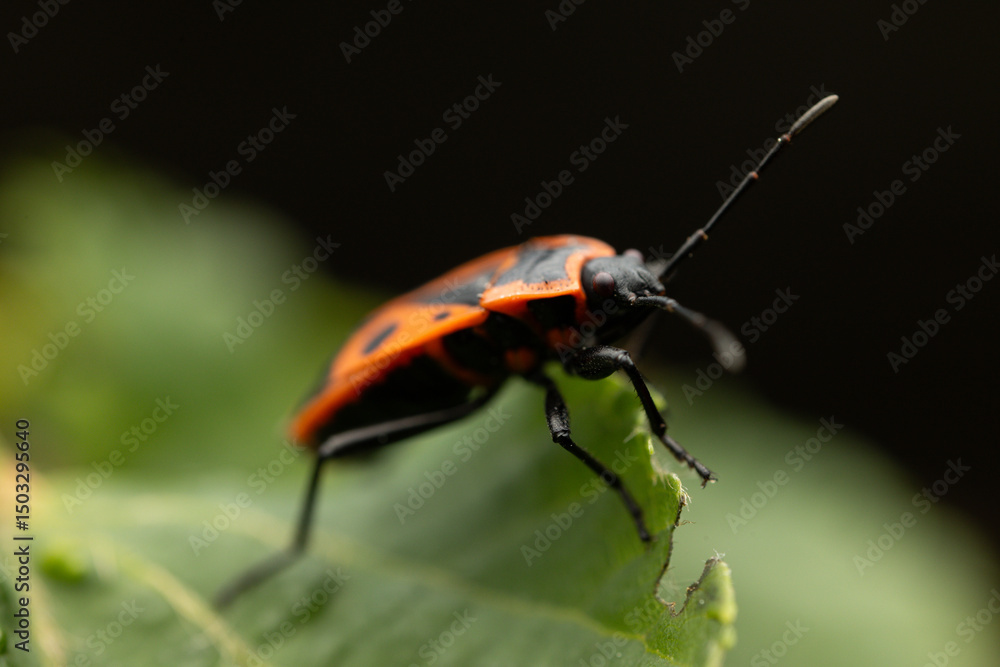 A close-up photograph of a single firebug with striking red and black markings resting on a green leaf A close-up photograph of a single firebug with striking red and black markings resting on a green leaf