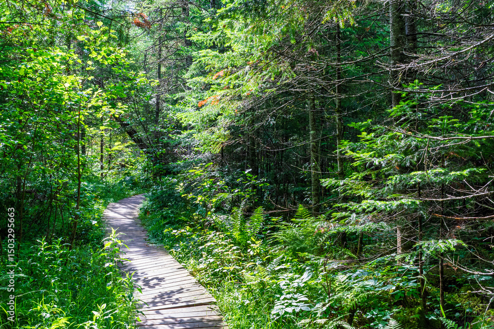 Fototapeta premium Wooden boardwalk allowing hikers to move through a magnificent wetland environment