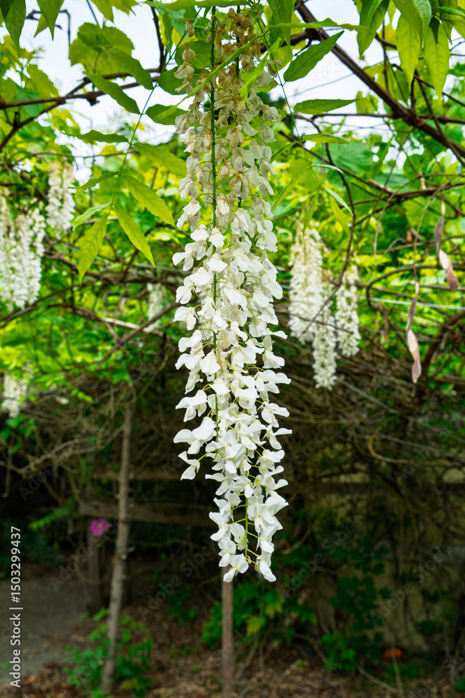 Fototapeta premium White Wisteria Close-up