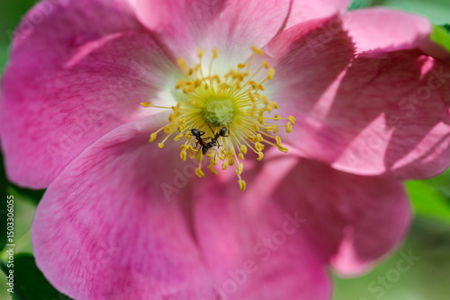 Beautiful pink flowers of Rosa pendulina in the botanical garden. the Alpine rose, mountain rose. a wild rose
