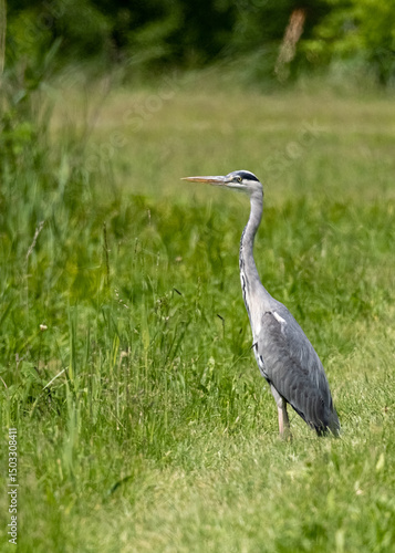 A grey heron standing and watching in the field