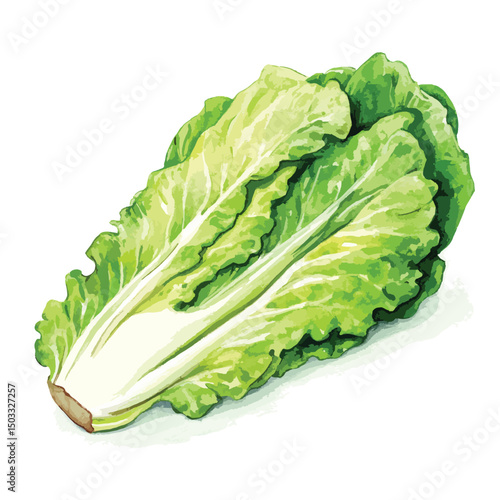 Fresh romaine lettuce head with vibrant green leaves and crisp texture