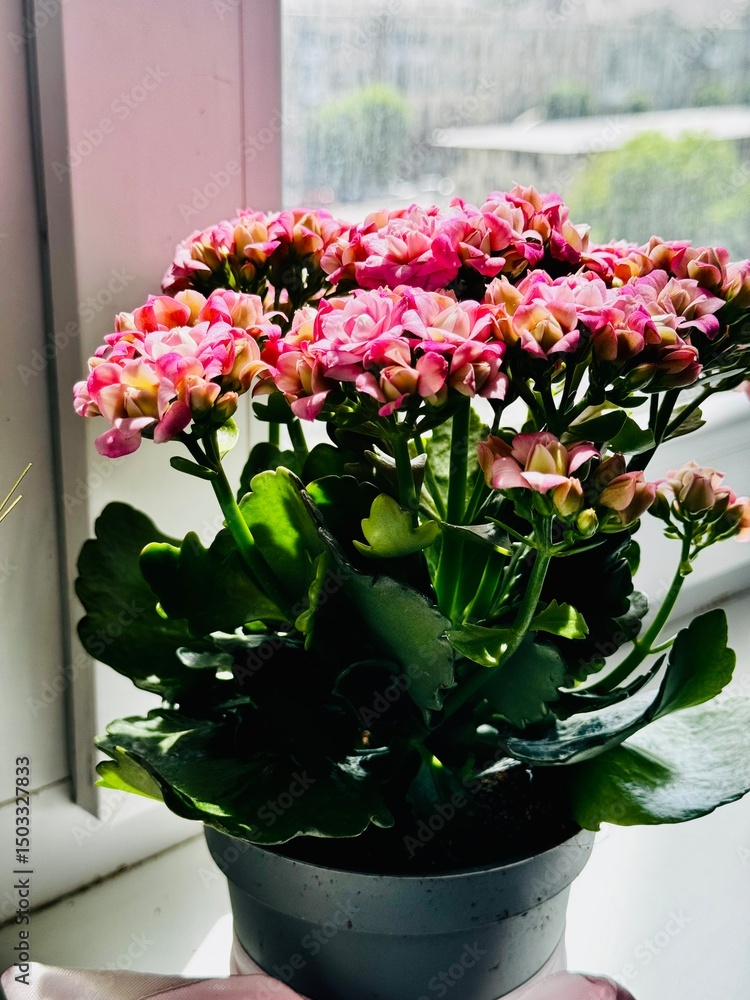 Fototapeta premium Pink Kalanchoe on the windowsill