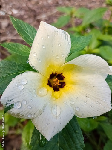 White Buttercup Flower (Turnera subulata)