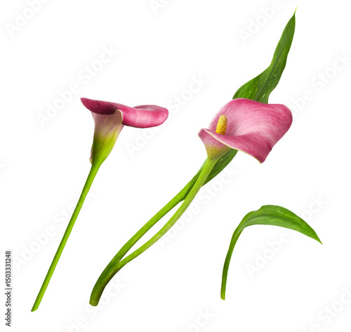 Set of red flowers and gree...
