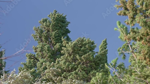 Trees Swaying in Strong Winds Under Sky During Extreme Weather Conditions in Slow Motion