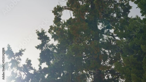 Trees Swaying in Strong Winds Under Sky During Extreme Weather Conditions in Slow Motion