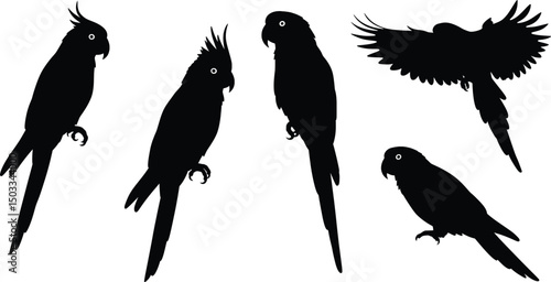 Elegant Parrot Silhouettes Vector Illustration Set
