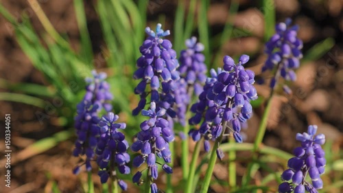 Muscari flowers perennials primroses are blue in summer
