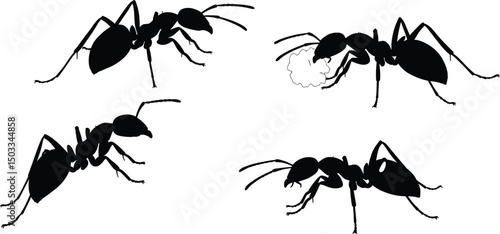 Ant Silhouette Vector Illustration of Black Ants