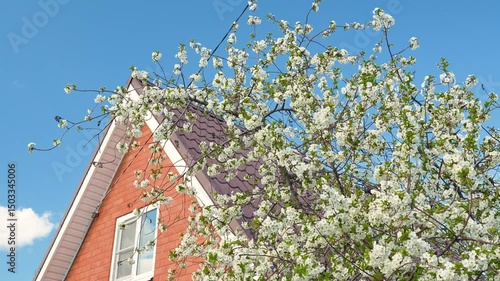 A blooming spring tree with flowers on a blue sky background with a place for text, natural background
