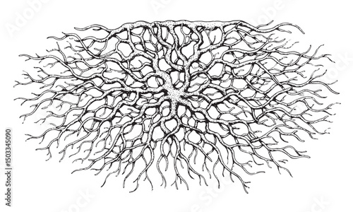 Detailed Root Branch Silhouette Vector with Organic Twisting Lines and Intricate Natural Tree Pattern