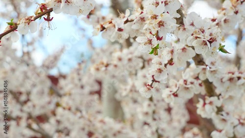 A blooming spring tree with flowers on a blue sky background with a place for text, natural background