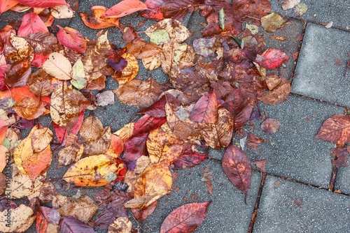 a pile of fallen red and yellow autumn leaves scattered on a grey paved brick ground surface as background wallpaper
