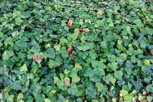 Obraz na plátně a dense ground cover of green ivy leaves, creating a lush and vibrant scene